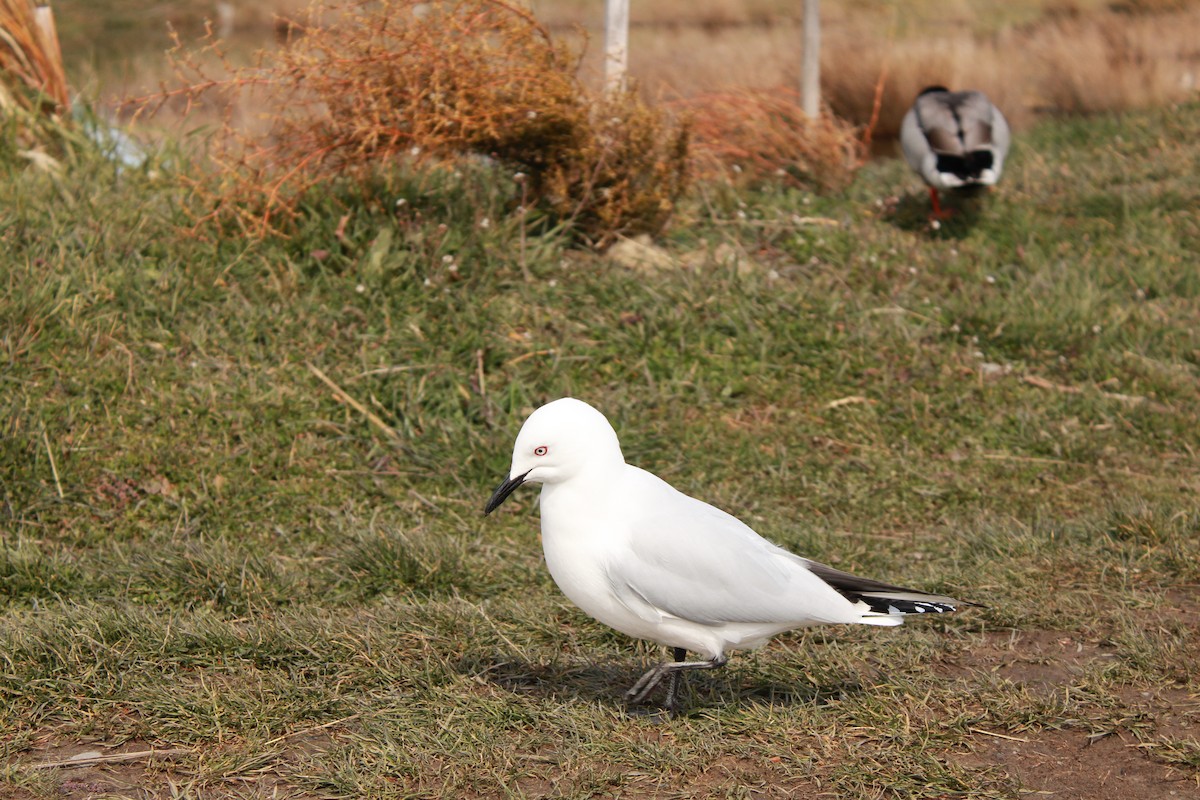 Black-billed Gull - ML642746178