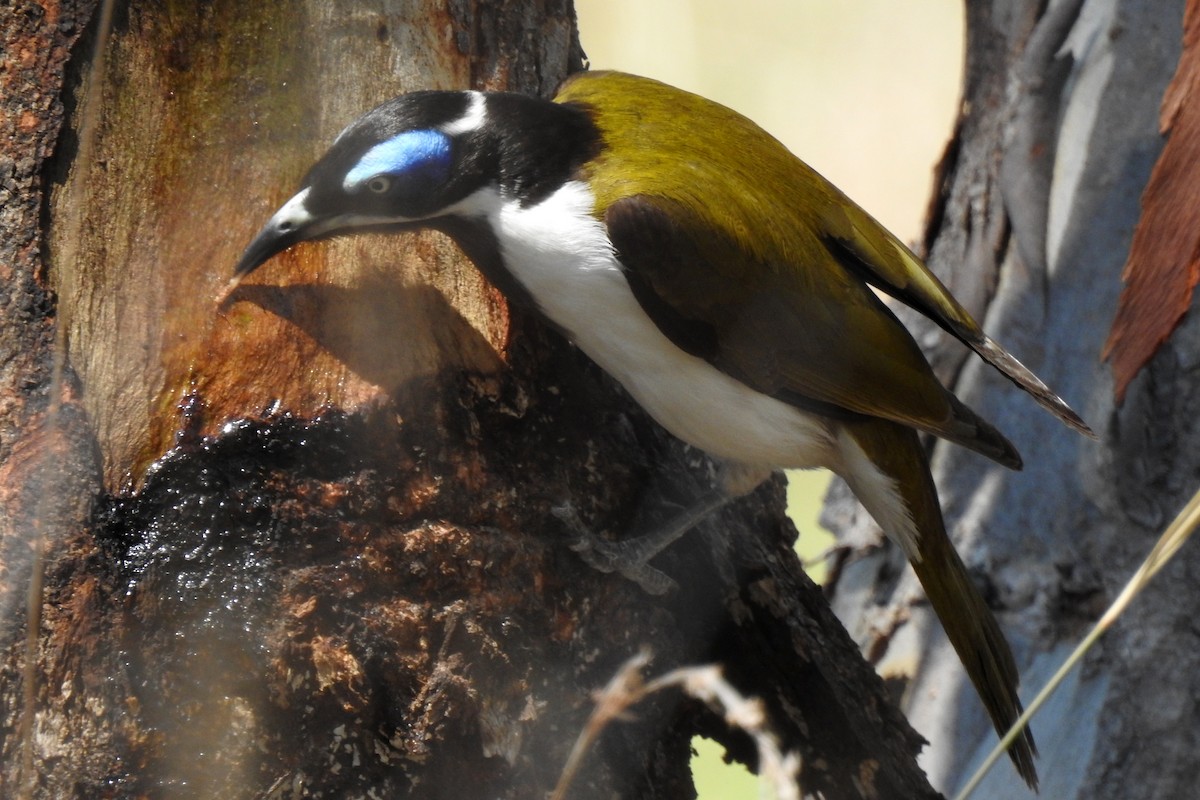 Blue-faced Honeyeater - ML642746247