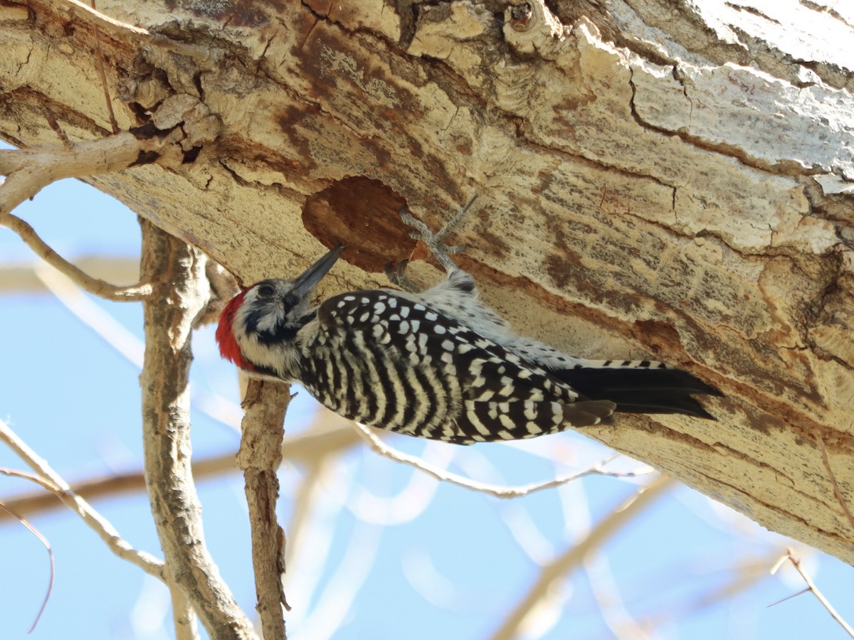 Ladder-backed Woodpecker - ML642746287