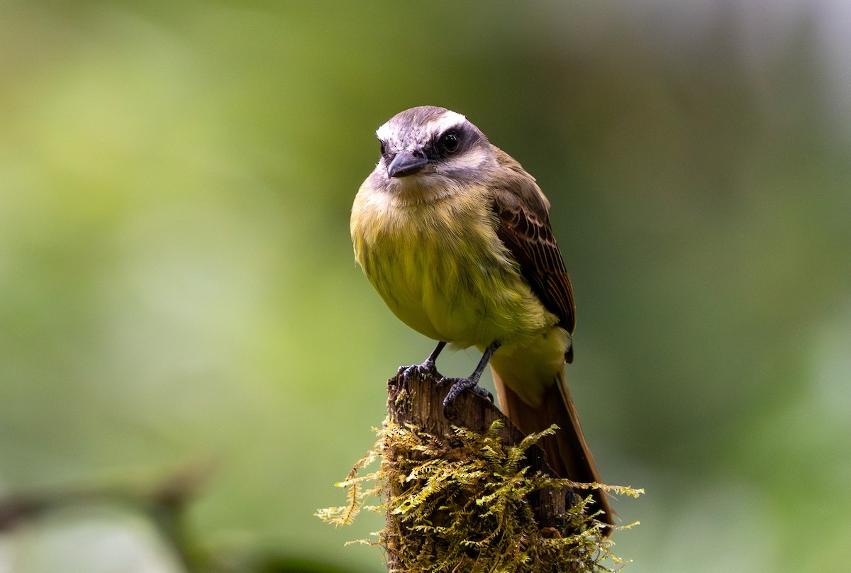 Golden-bellied Flycatcher - ML642746301