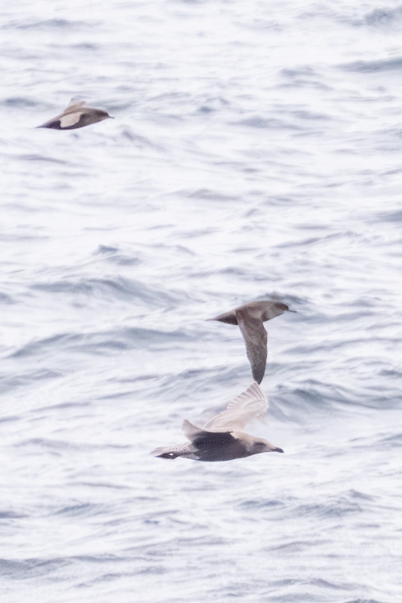 Short-tailed Shearwater - ML642746311