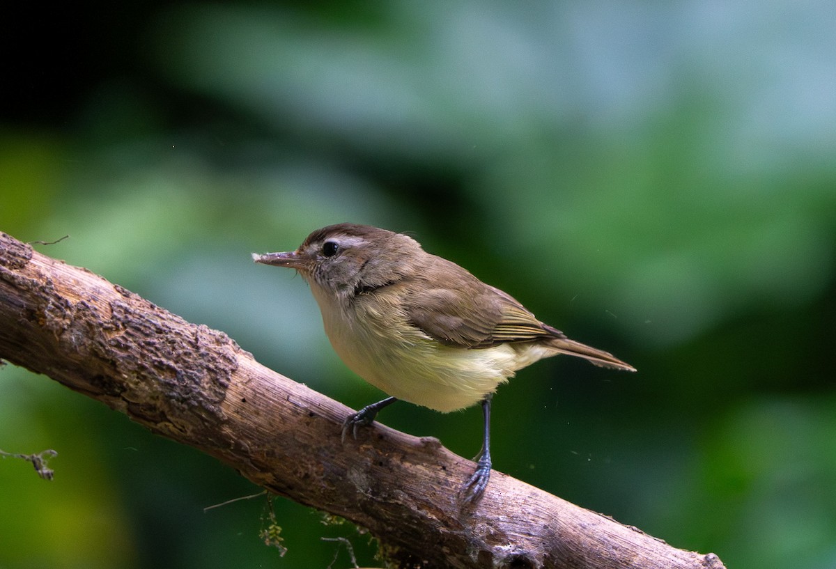 Brown-capped Vireo - ML642746314