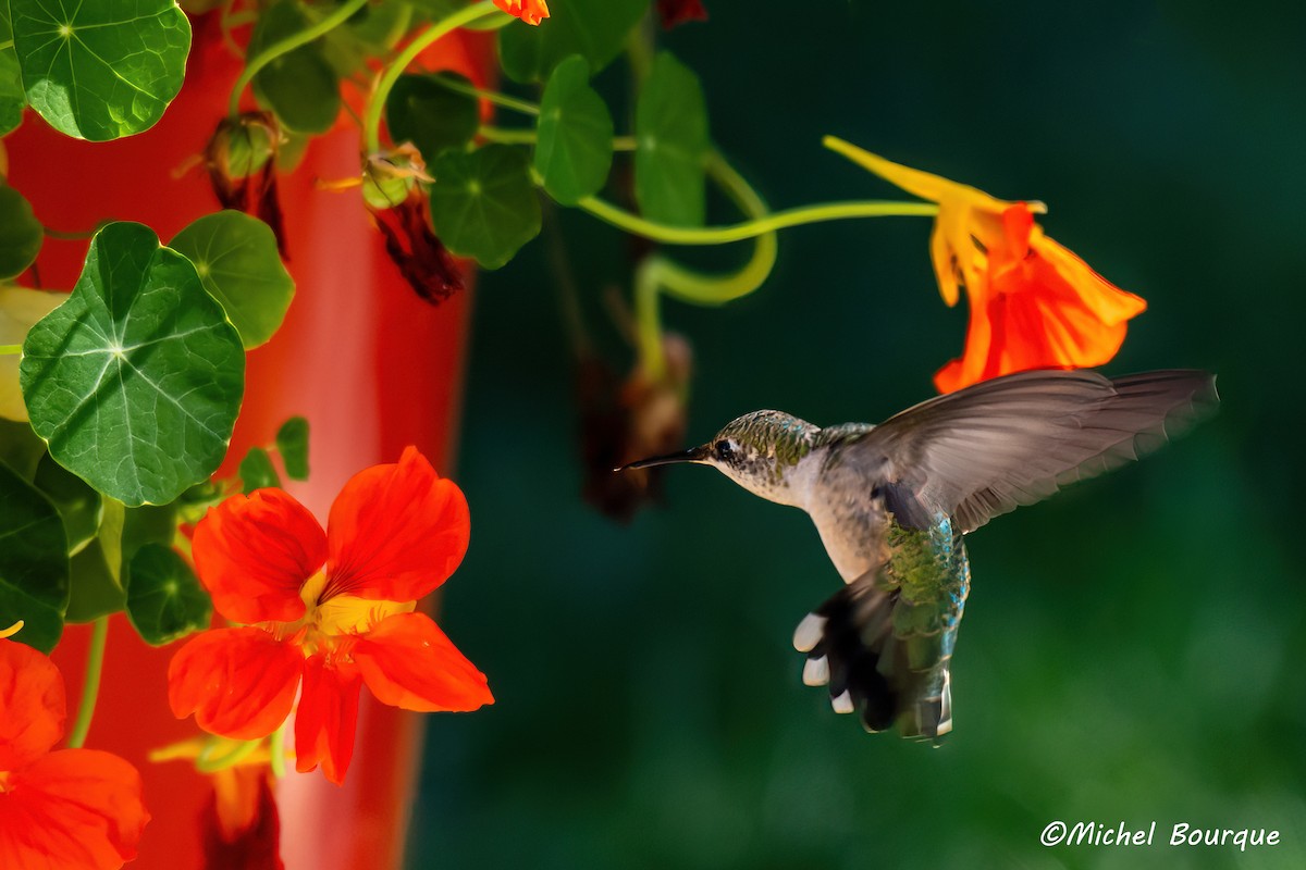 Ruby-throated Hummingbird - ML642746321