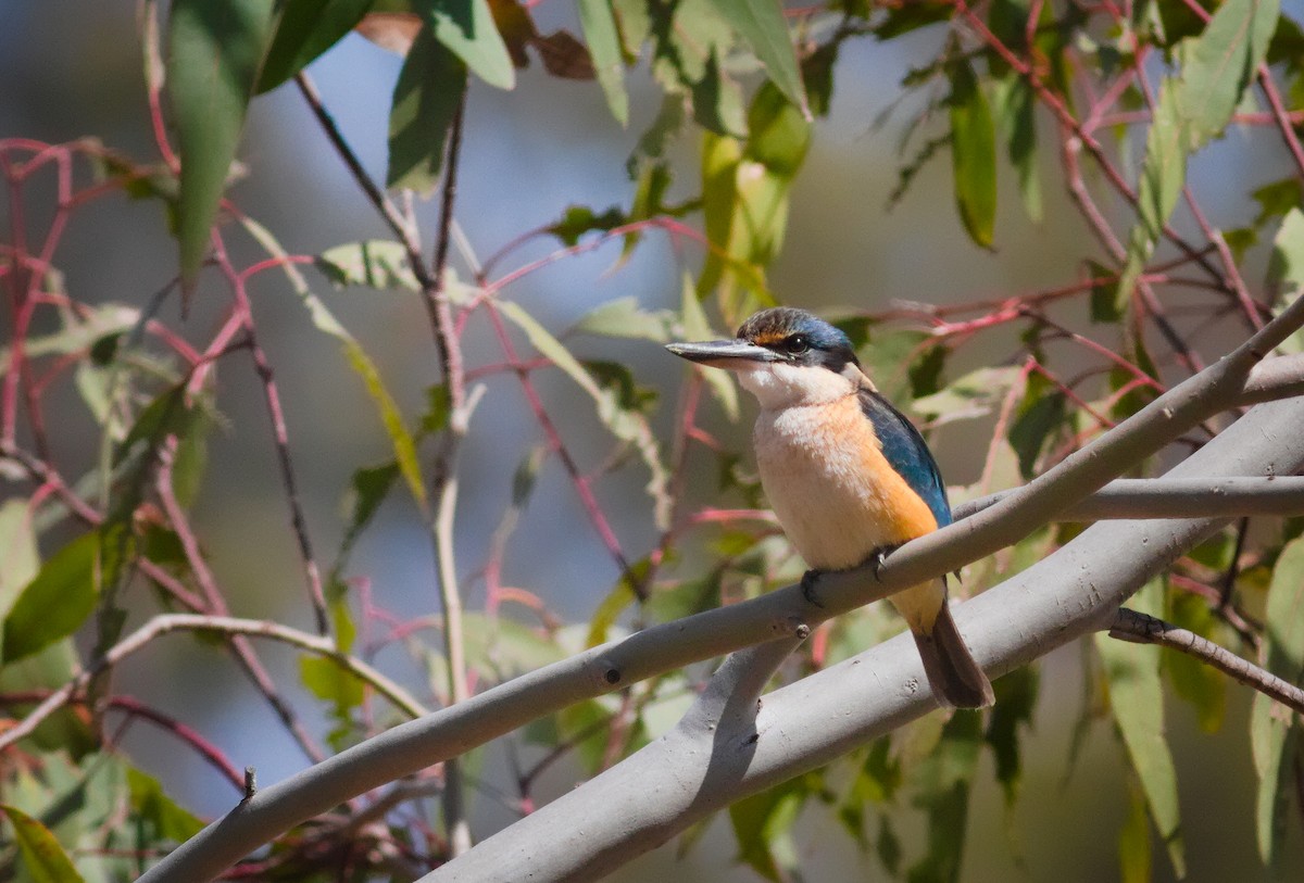 Sacred Kingfisher - ML642746337