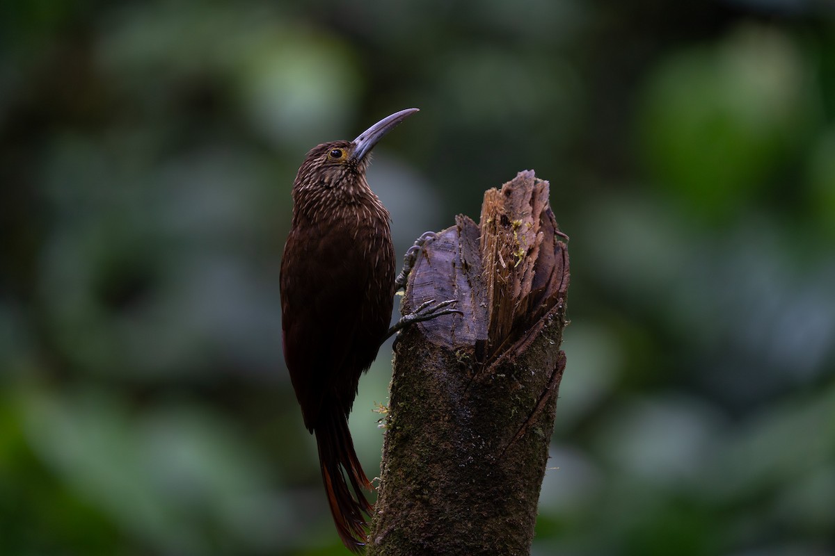 Strong-billed Woodcreeper - ML642746343