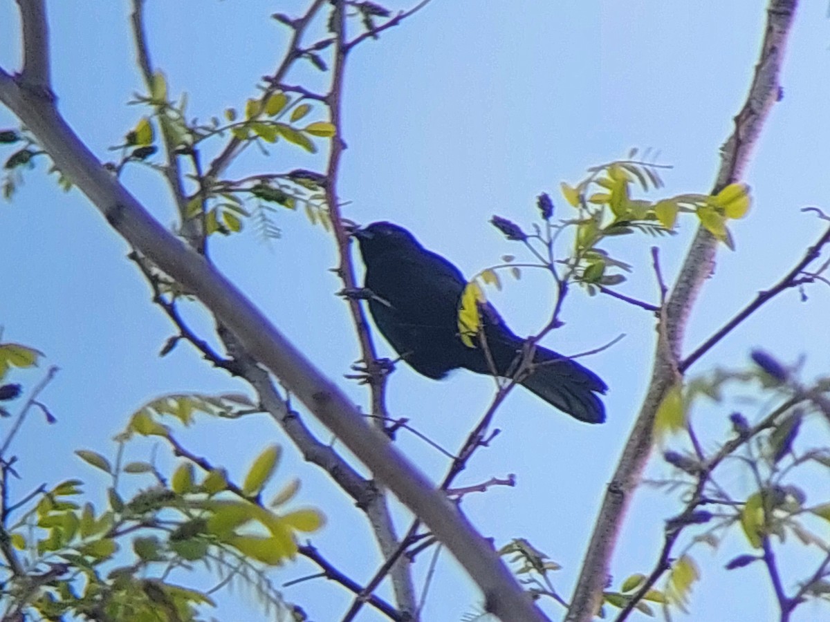 Variable Oriole (Chestnut-shouldered) - ML642746374