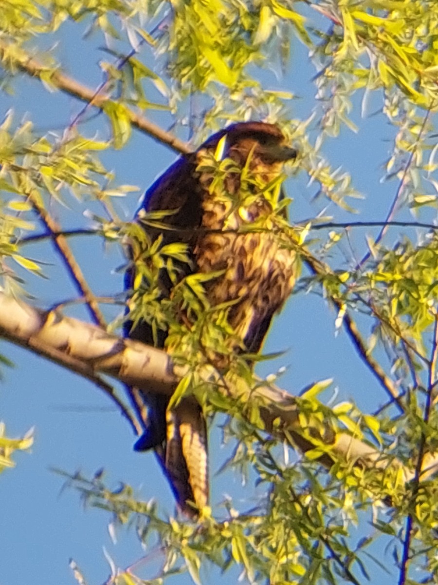 Poiana di Harris - ML642746399