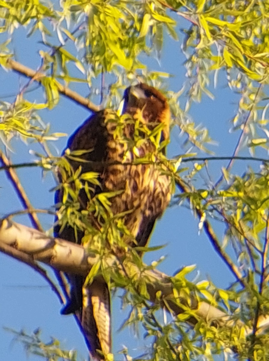 Poiana di Harris - ML642746400