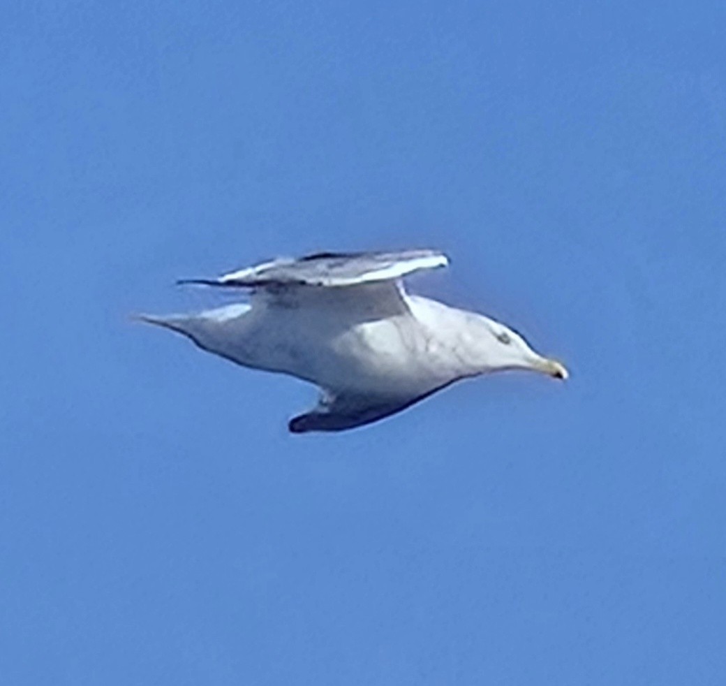 Vega Gull - ML642746407