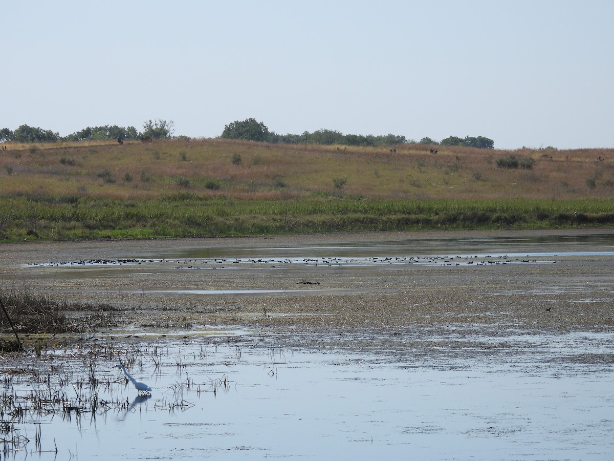 American Coot - ML642746414