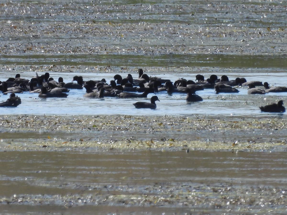 American Coot - ML642746416