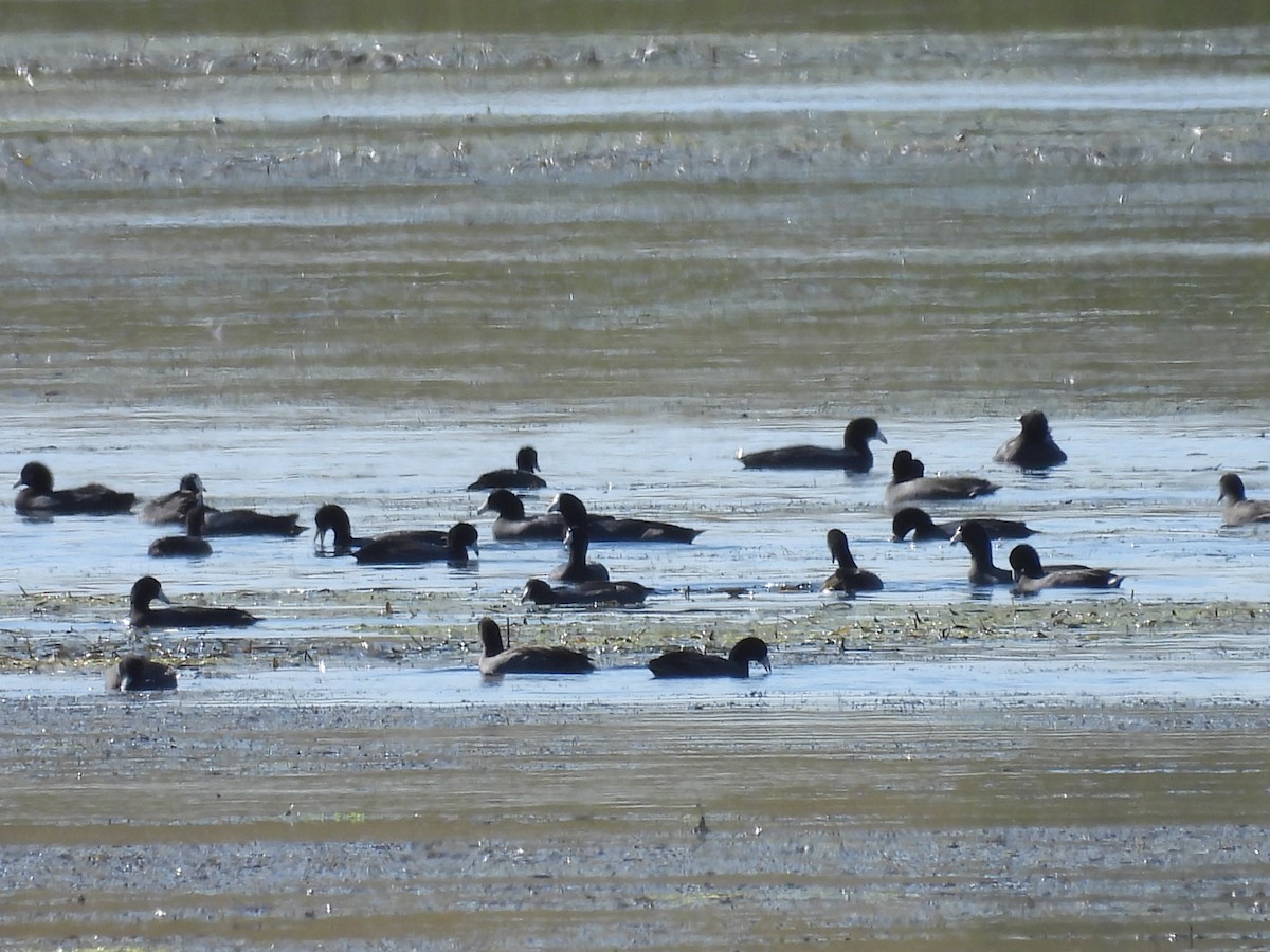 American Coot - ML642746417