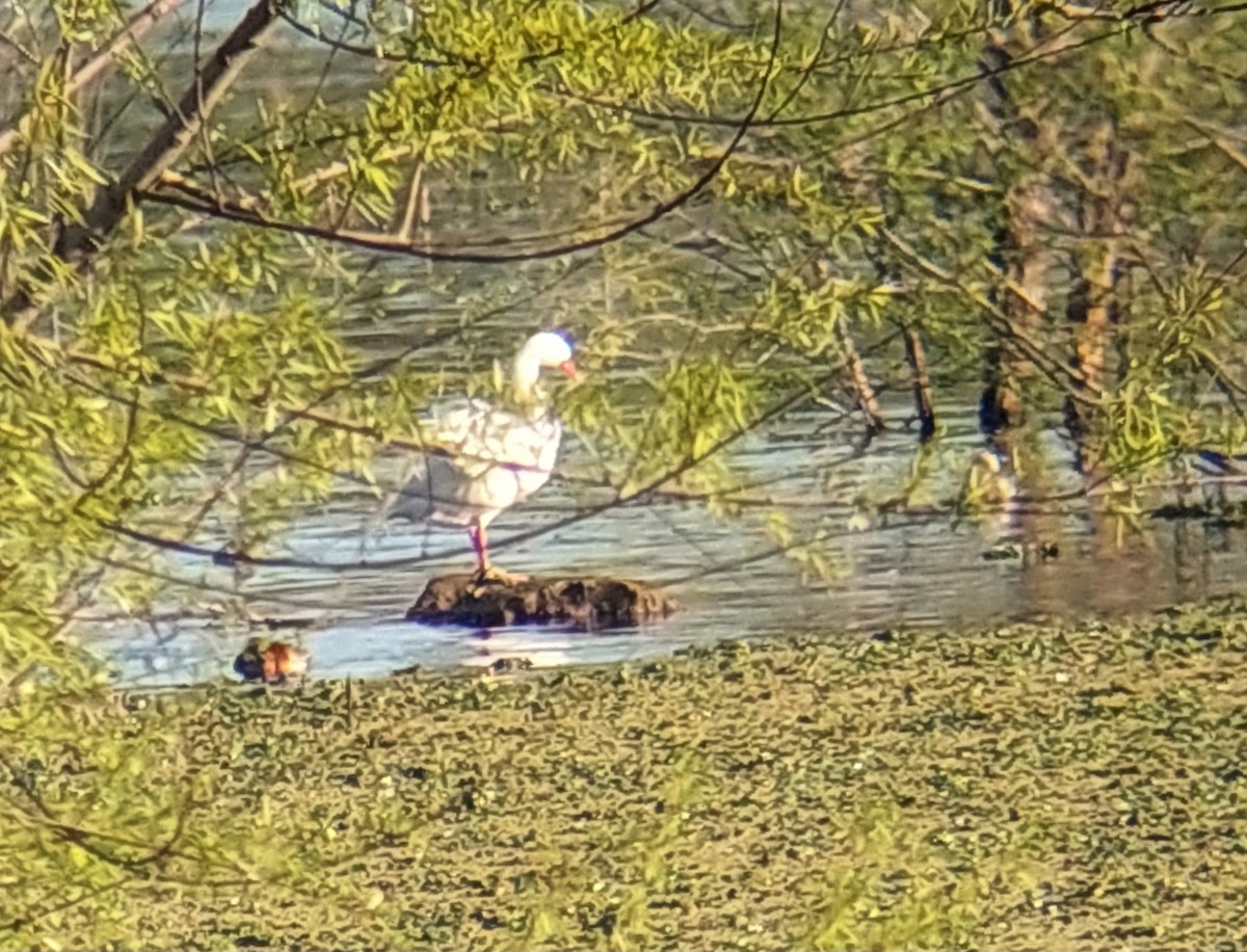 Coscoroba Swan - ML642746418