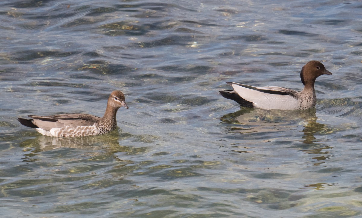Maned Duck - ML642746421