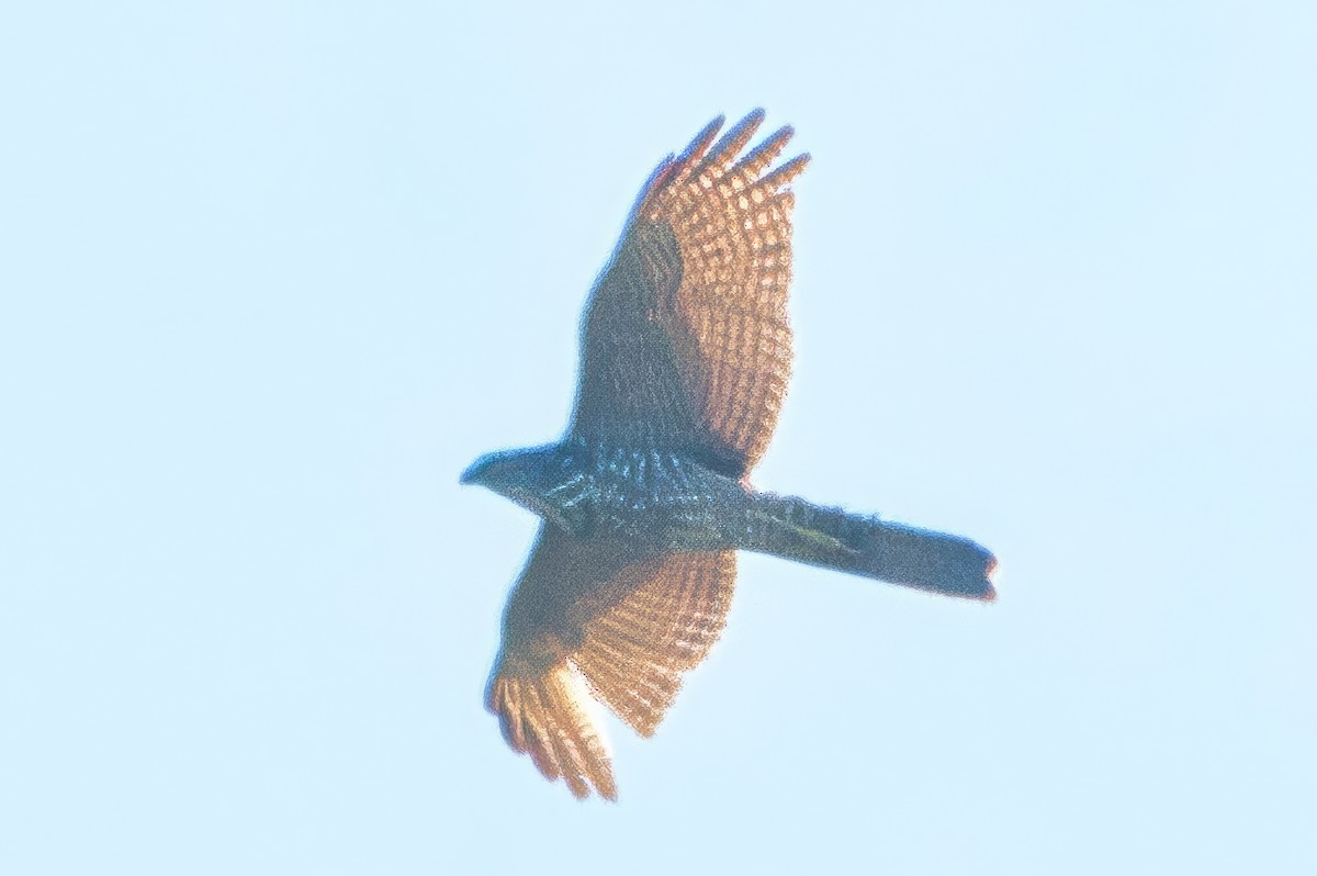 Collared Sparrowhawk - ML642746446