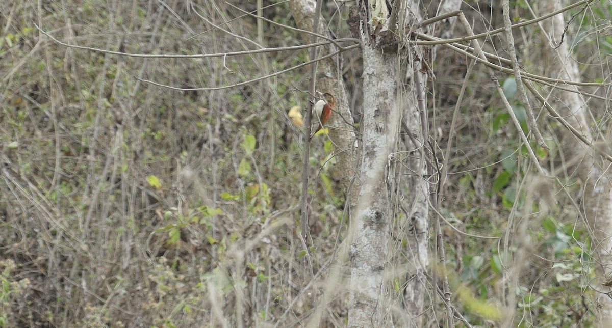 Scarlet-backed Woodpecker - ML642746465