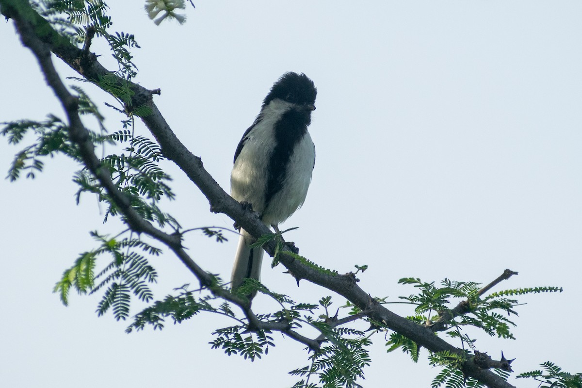 White-naped Tit - ML642746485