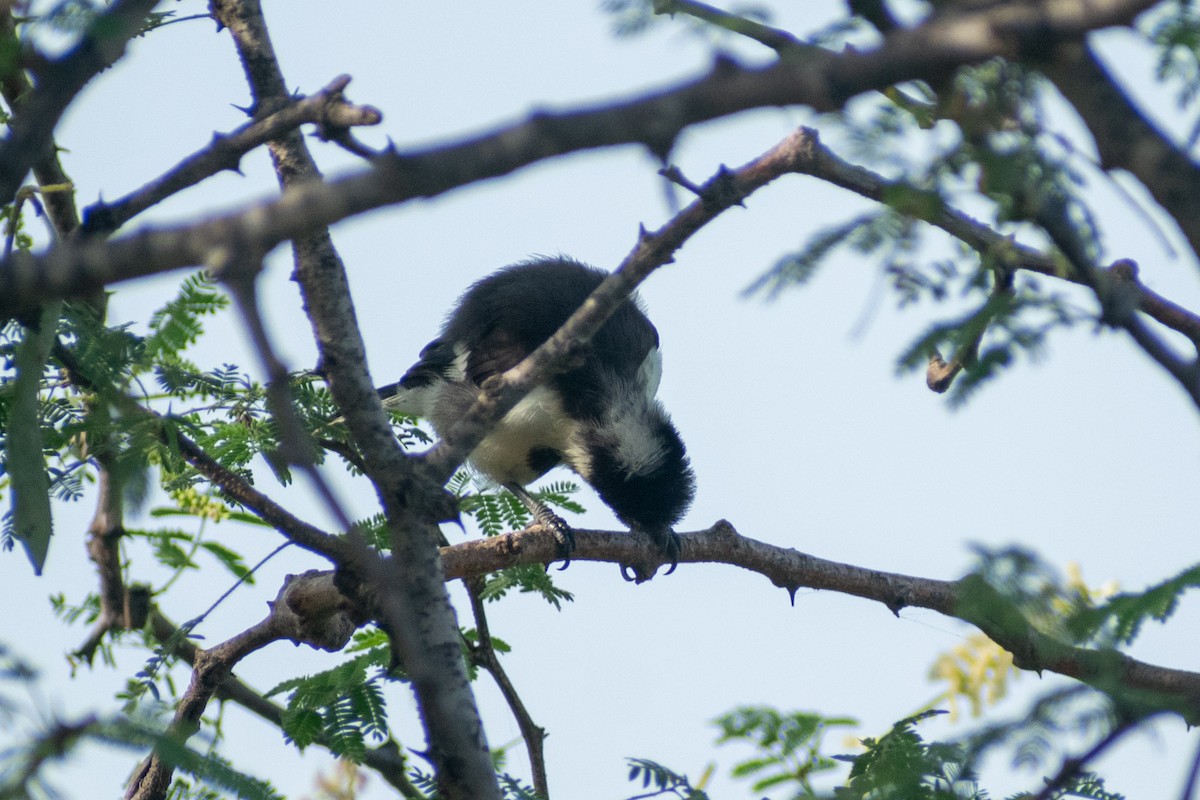 White-naped Tit - ML642746486