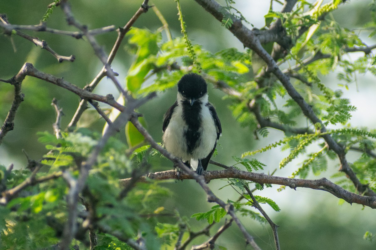 White-naped Tit - ML642746488