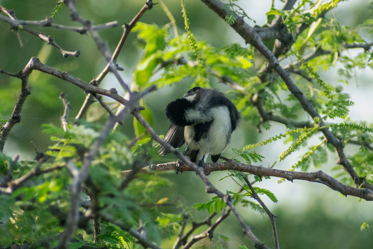 White-naped Tit - ML642746489