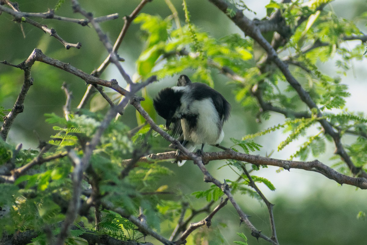 White-naped Tit - ML642746490