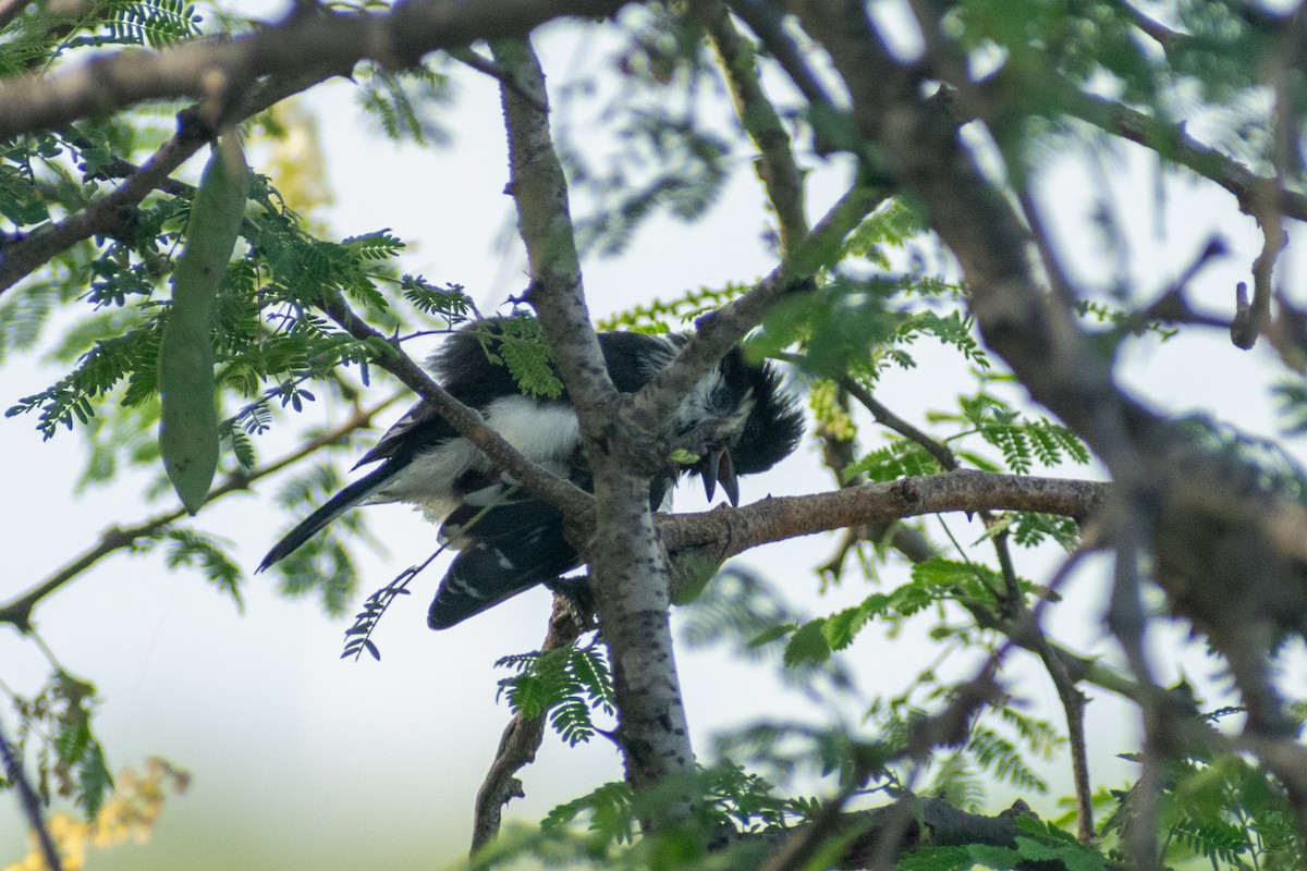 White-naped Tit - ML642746491