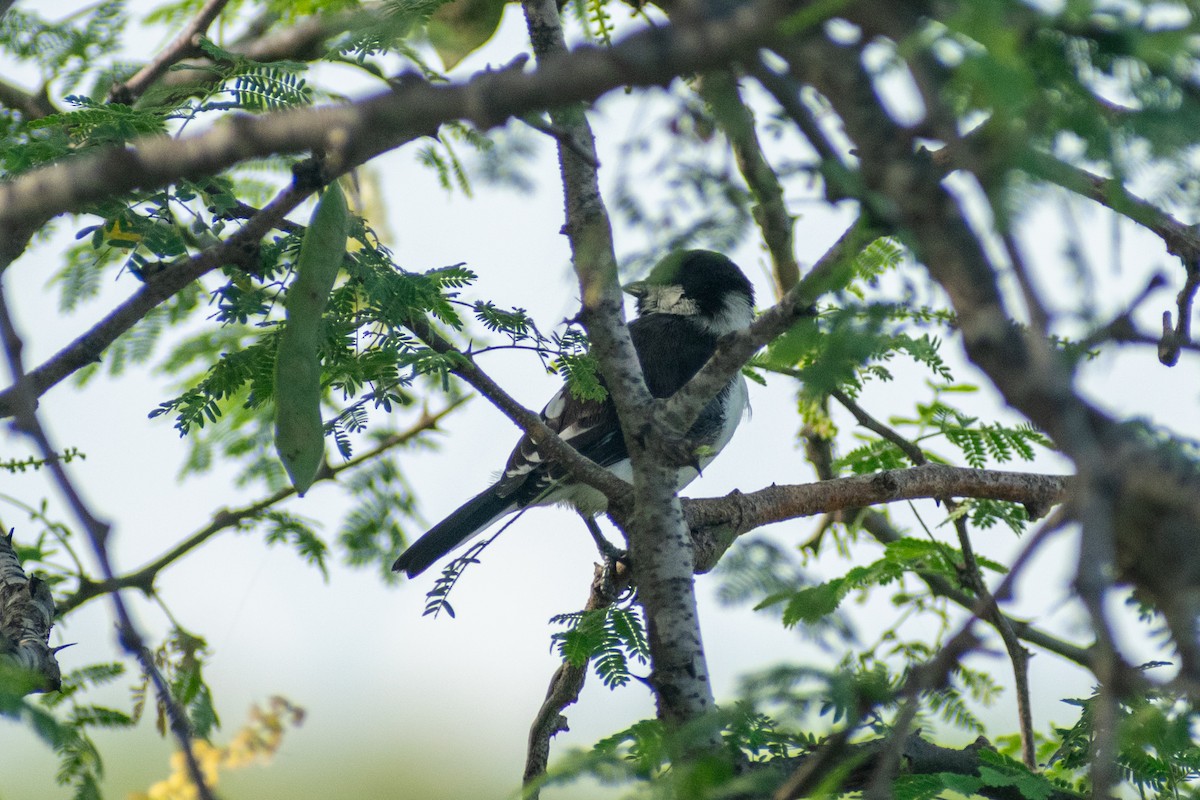 White-naped Tit - ML642746492