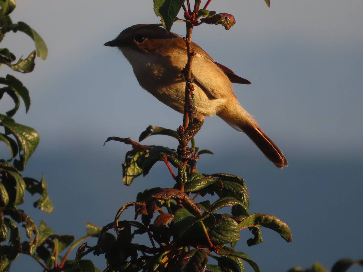 Gray Bushchat - ML642746511