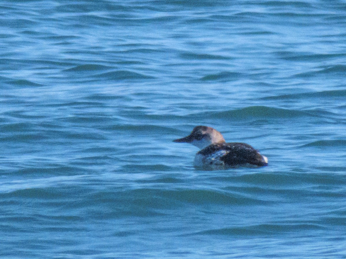 Pigeon Guillemot - ML642746521