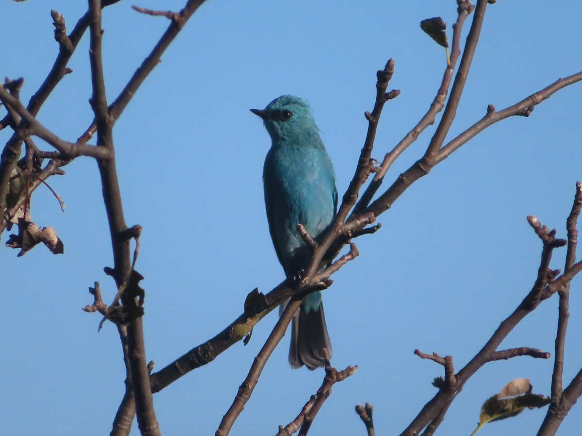 Verditer Flycatcher - ML642746522