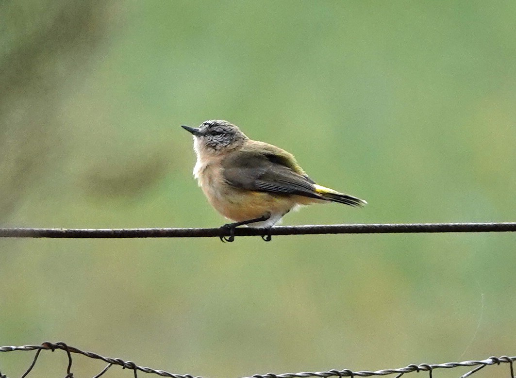 Yellow-rumped Thornbill - ML642746526