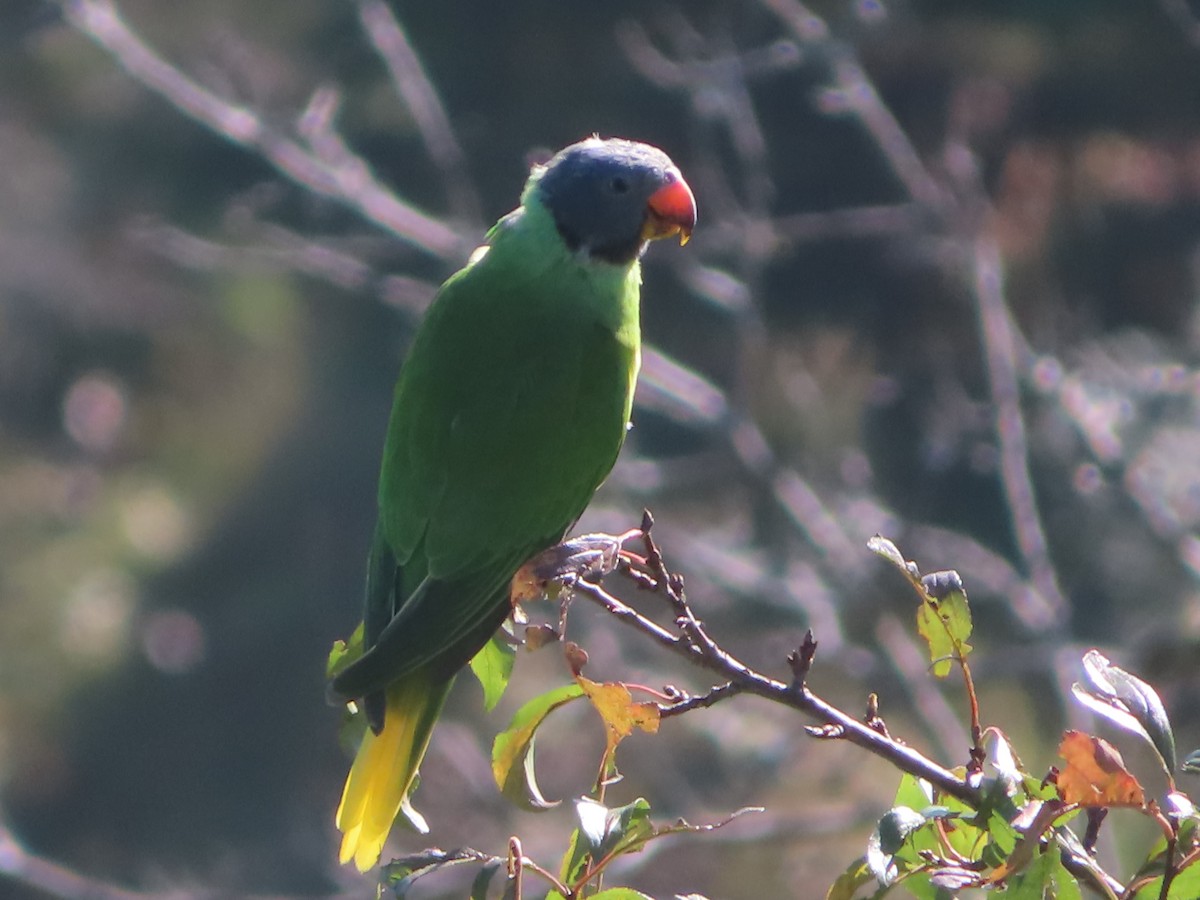 Slaty-headed Parakeet - ML642746528