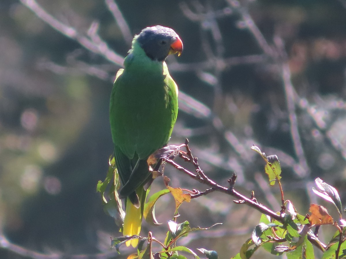 Slaty-headed Parakeet - ML642746529