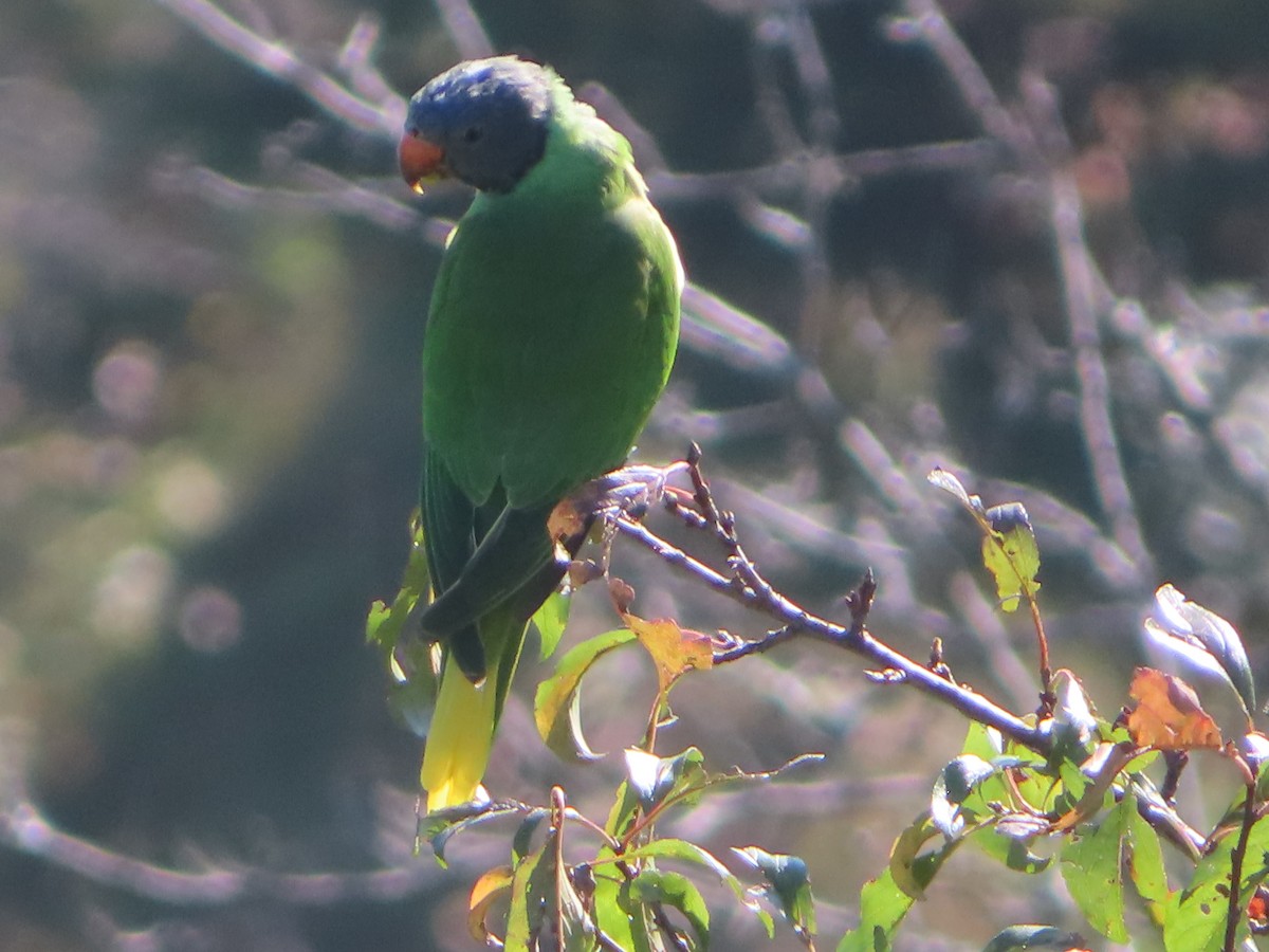Slaty-headed Parakeet - ML642746530