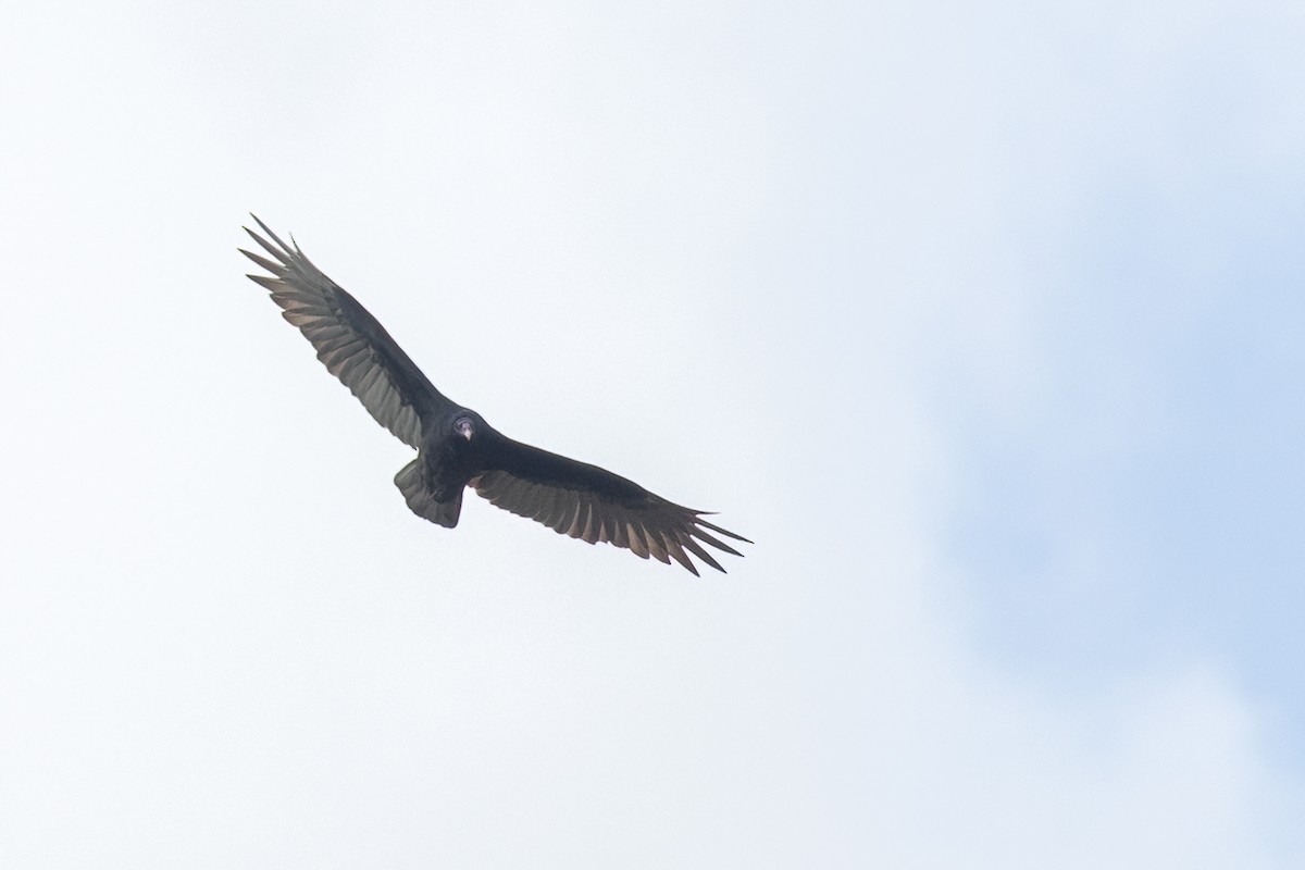 Turkey Vulture - ML642746534