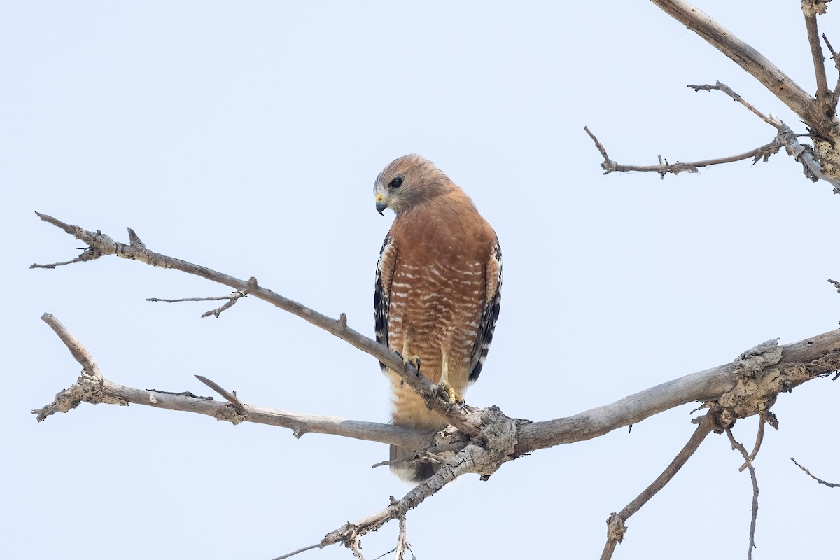 rødvingevåk - ML642746539