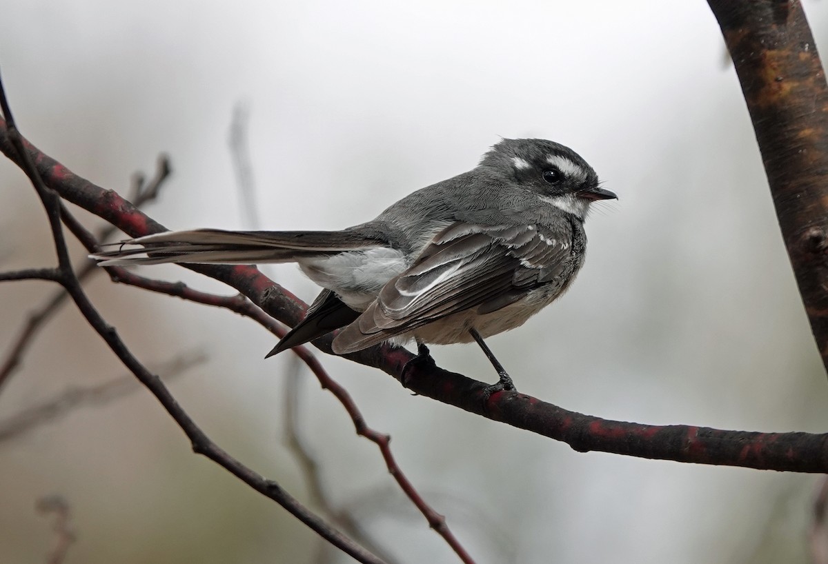 Gray Fantail - ML642746542
