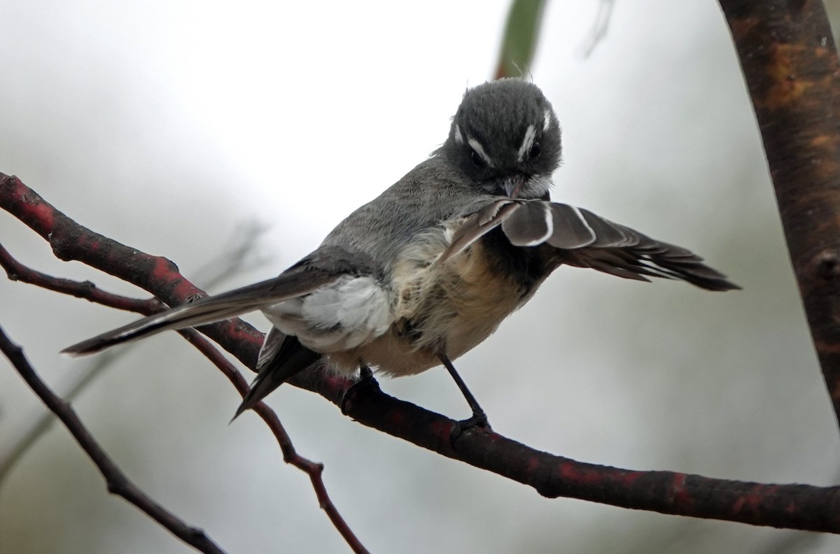 Gray Fantail - ML642746543