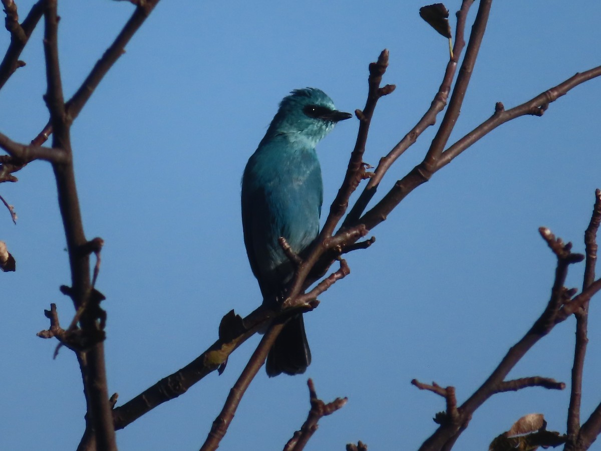 Verditer Flycatcher - ML642746553