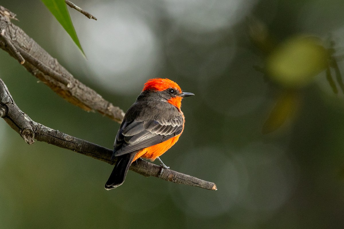 Vermilion Flycatcher - ML642746563