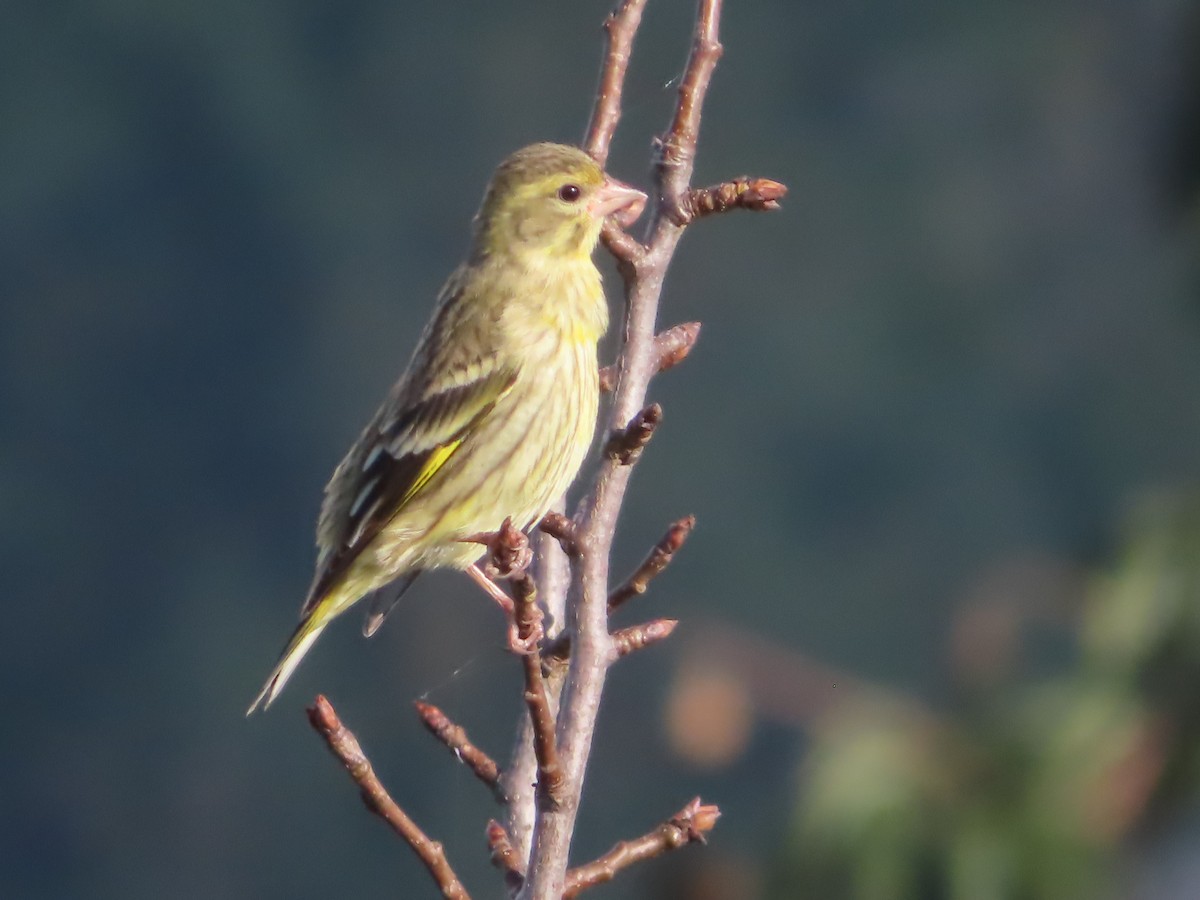 Yellow-breasted Greenfinch - ML642746564
