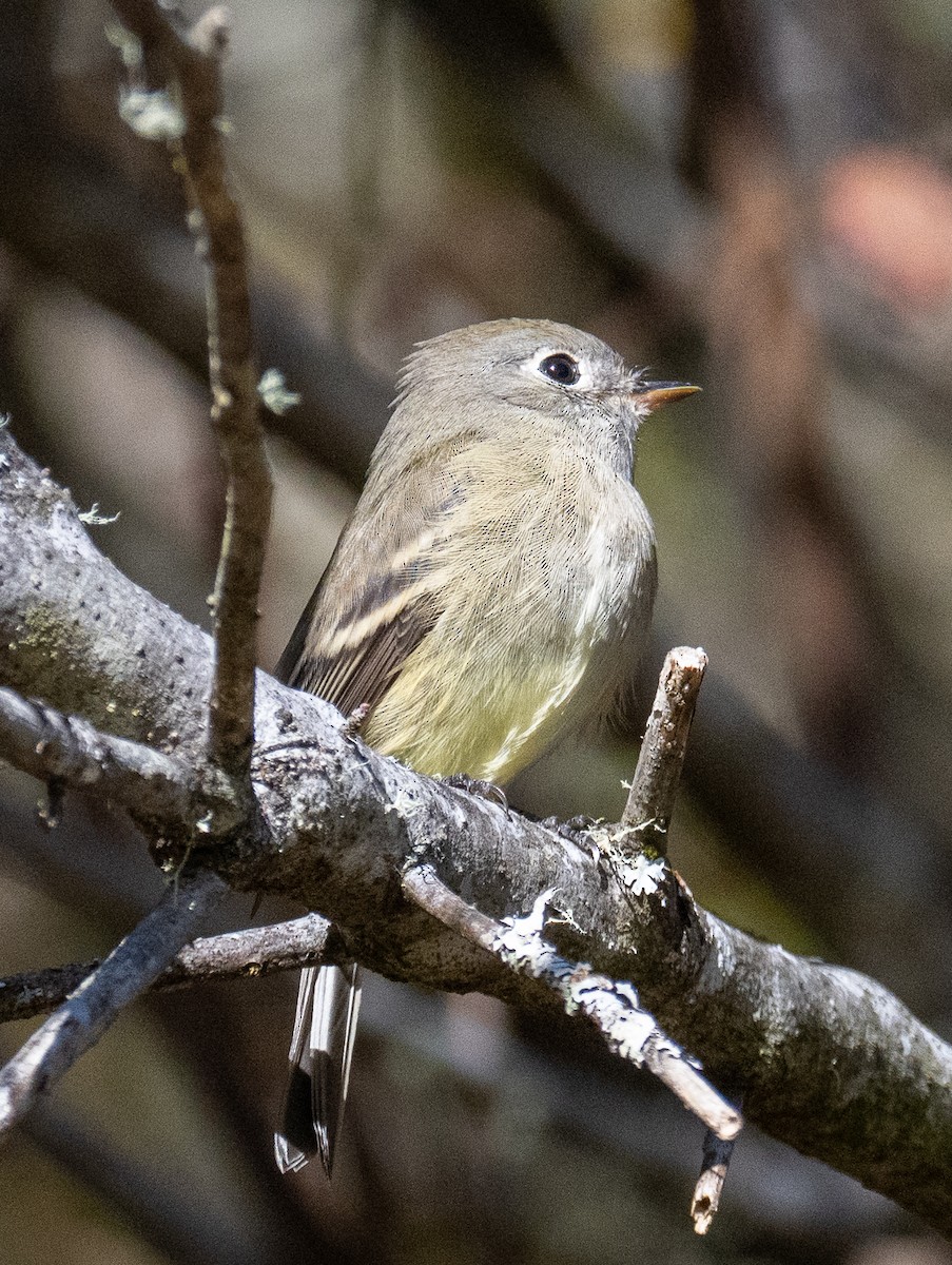 Hammond's Flycatcher - ML642746565