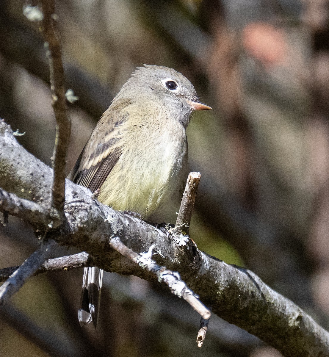 Hammond's Flycatcher - ML642746566