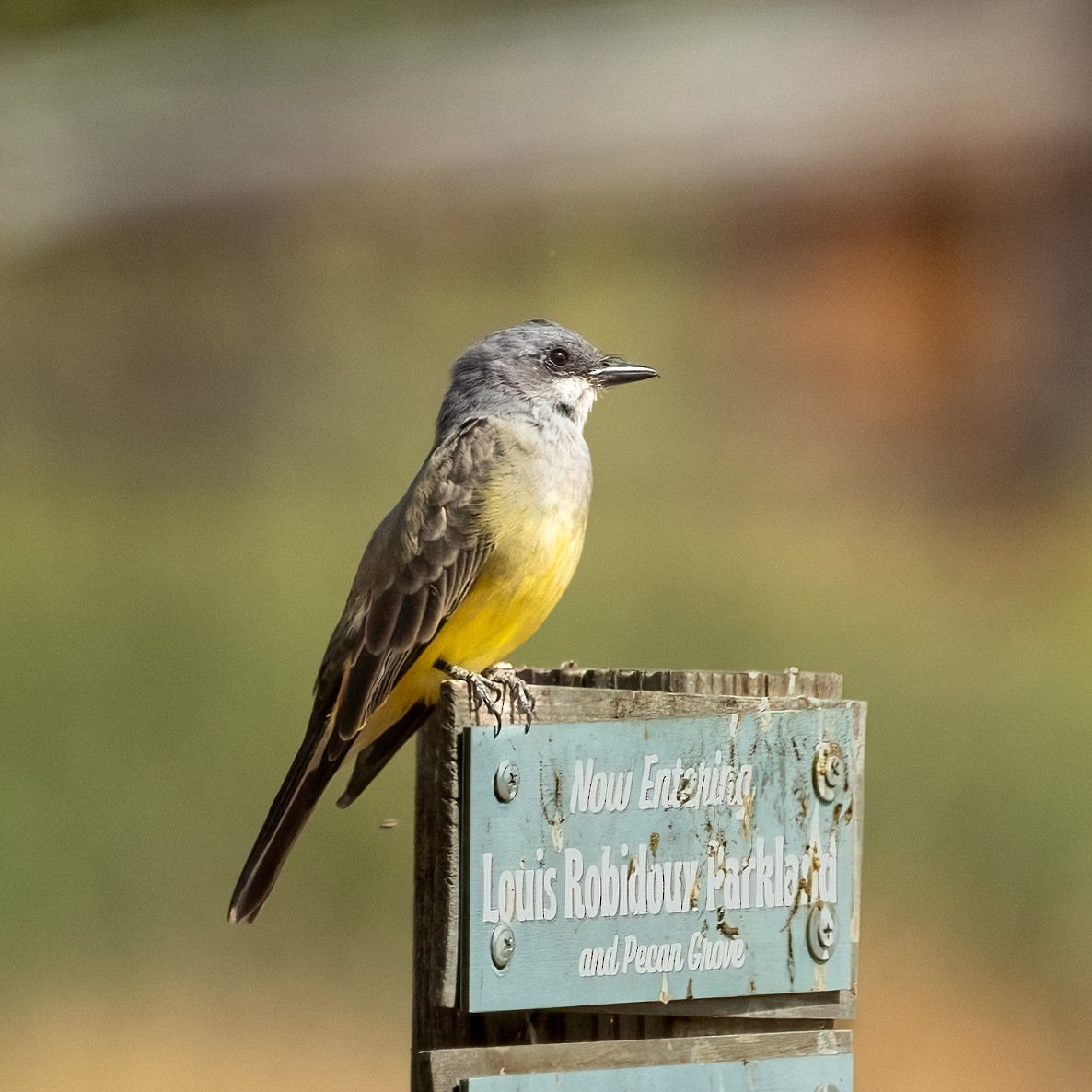 Cassin's Kingbird - ML642746568