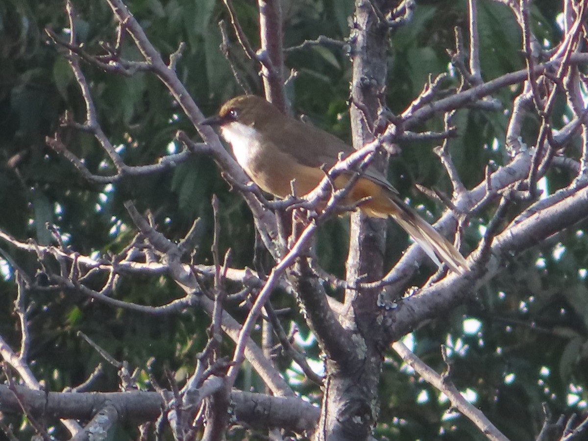 White-throated Laughingthrush - ML642746572