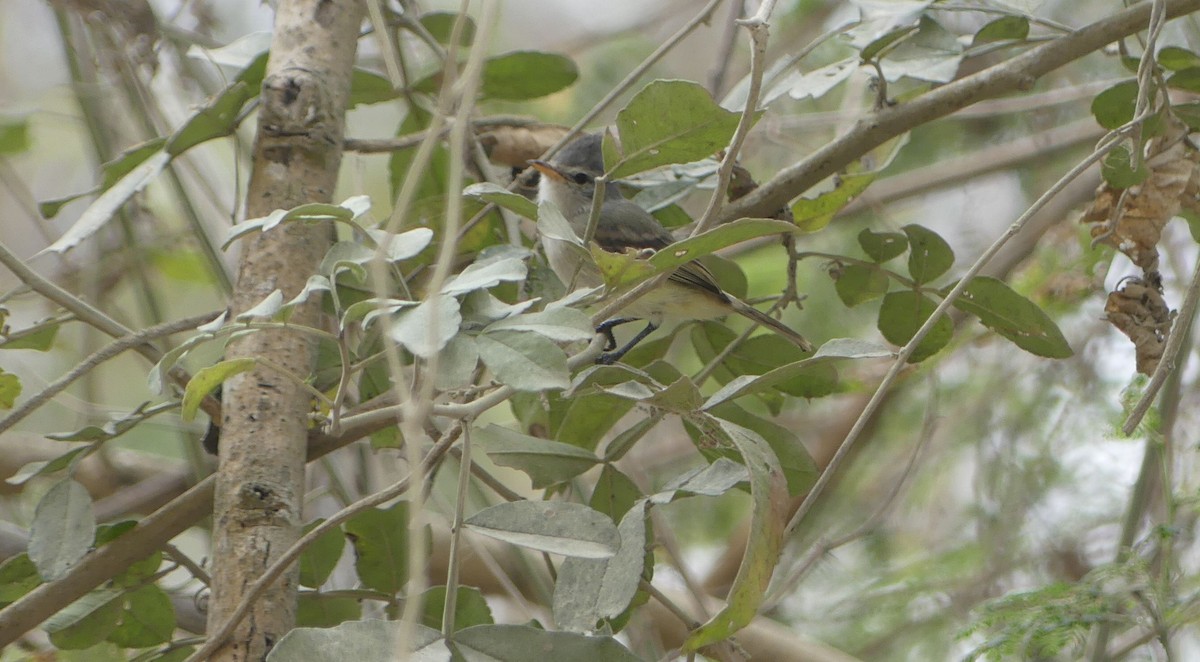 Southern Beardless-Tyrannulet - ML642746573