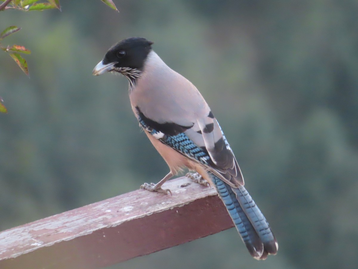 Black-headed Jay - ML642746576
