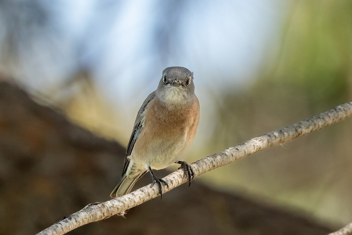 Western Bluebird - ML642746584