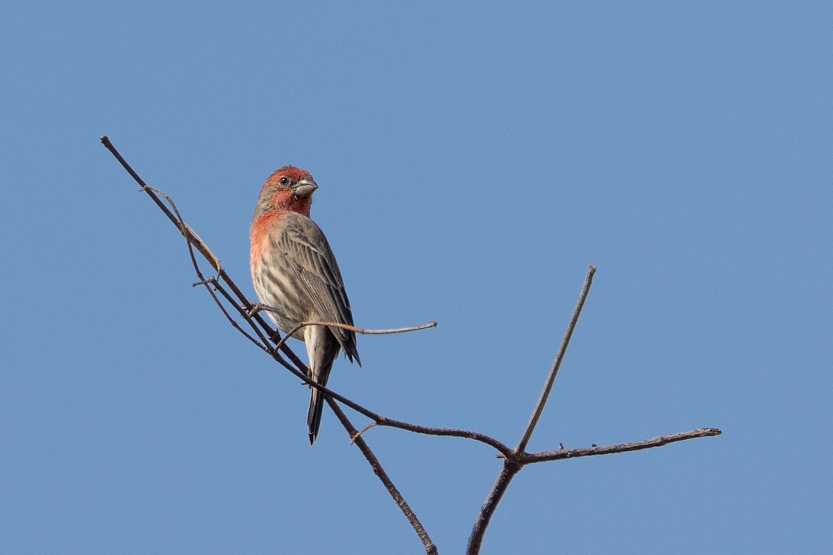 House Finch - ML642746587