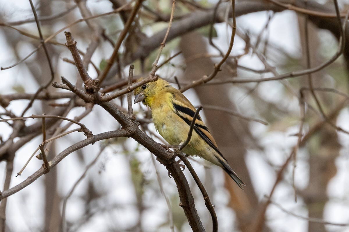 American Goldfinch - ML642746591